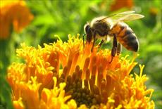پرورش کرم ابریشم و زنبور عسل